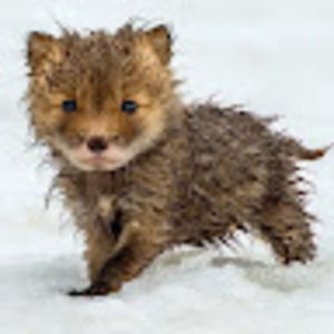 Meet your Posher, Pamela